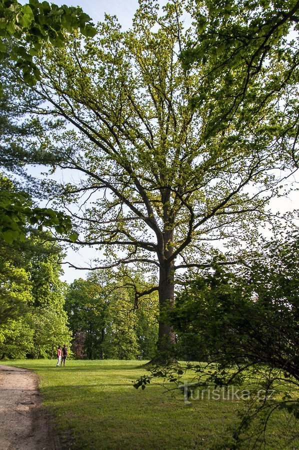 Eles têm um belo carvalho reto no parque do castelo