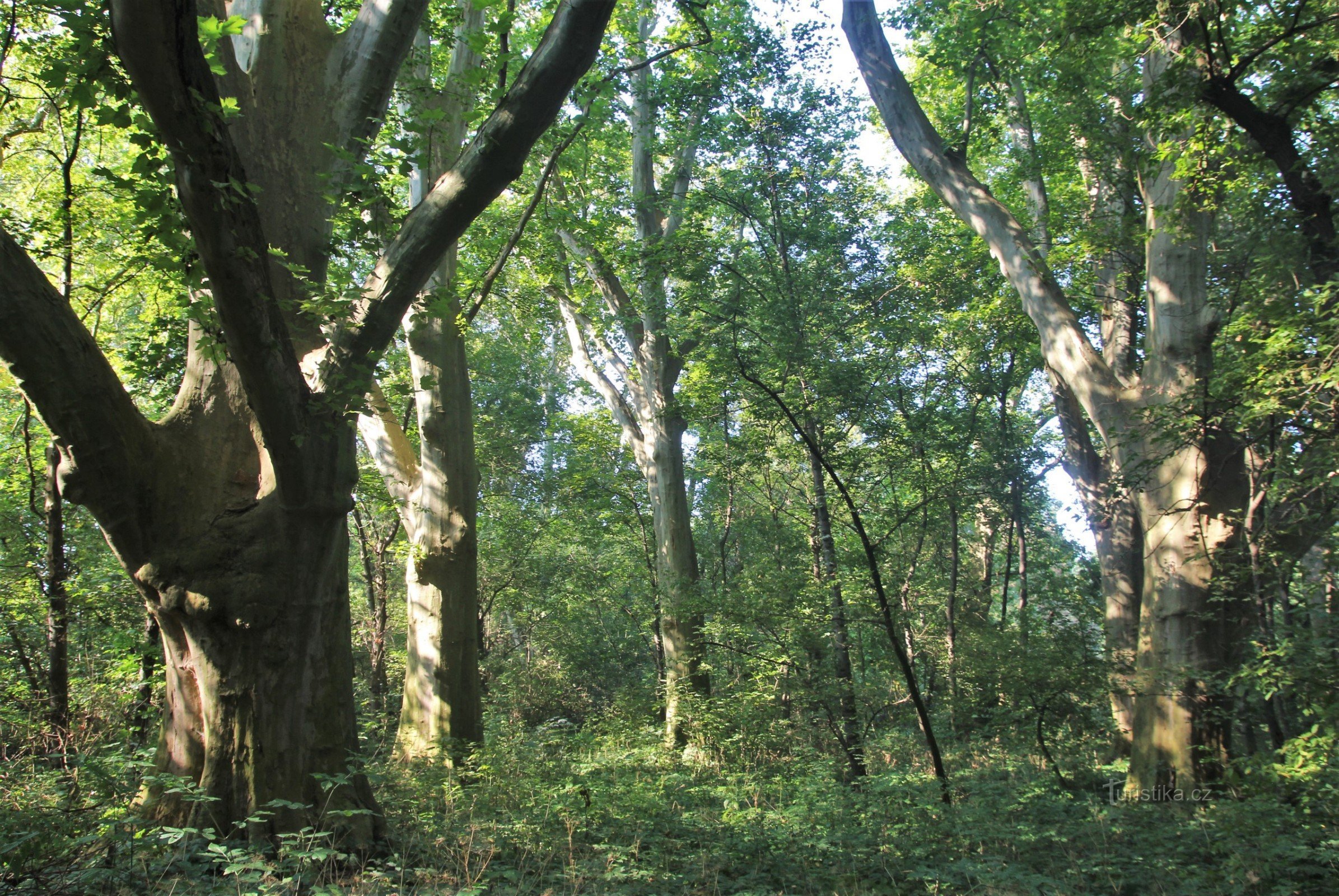 Nel parco ricoperto di vegetazione si trovano numerosi esemplari unici di sicomori