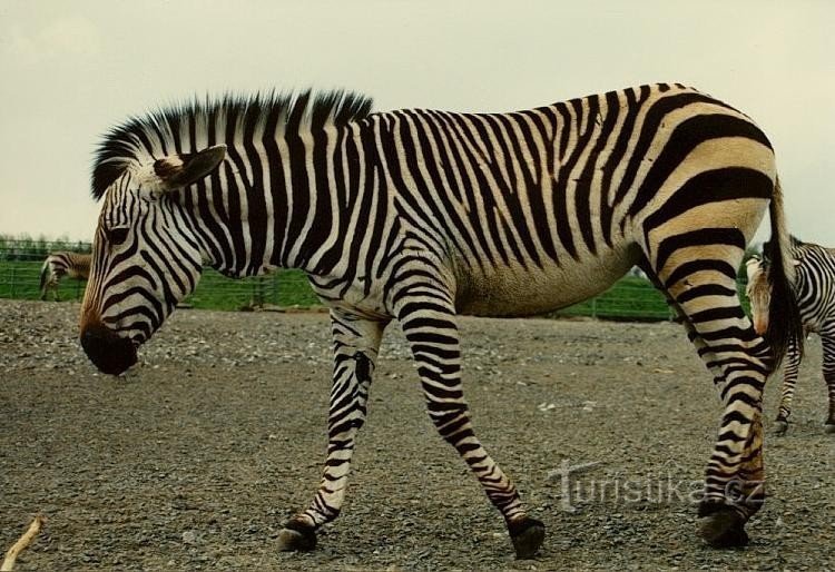 v živalskem vrtu: zebra