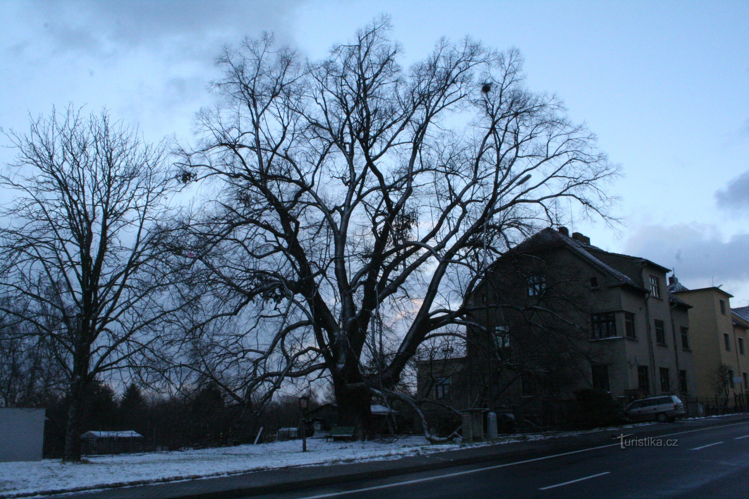 Wenceslas linden