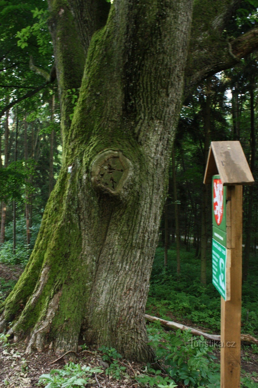 Valdštejn's oak