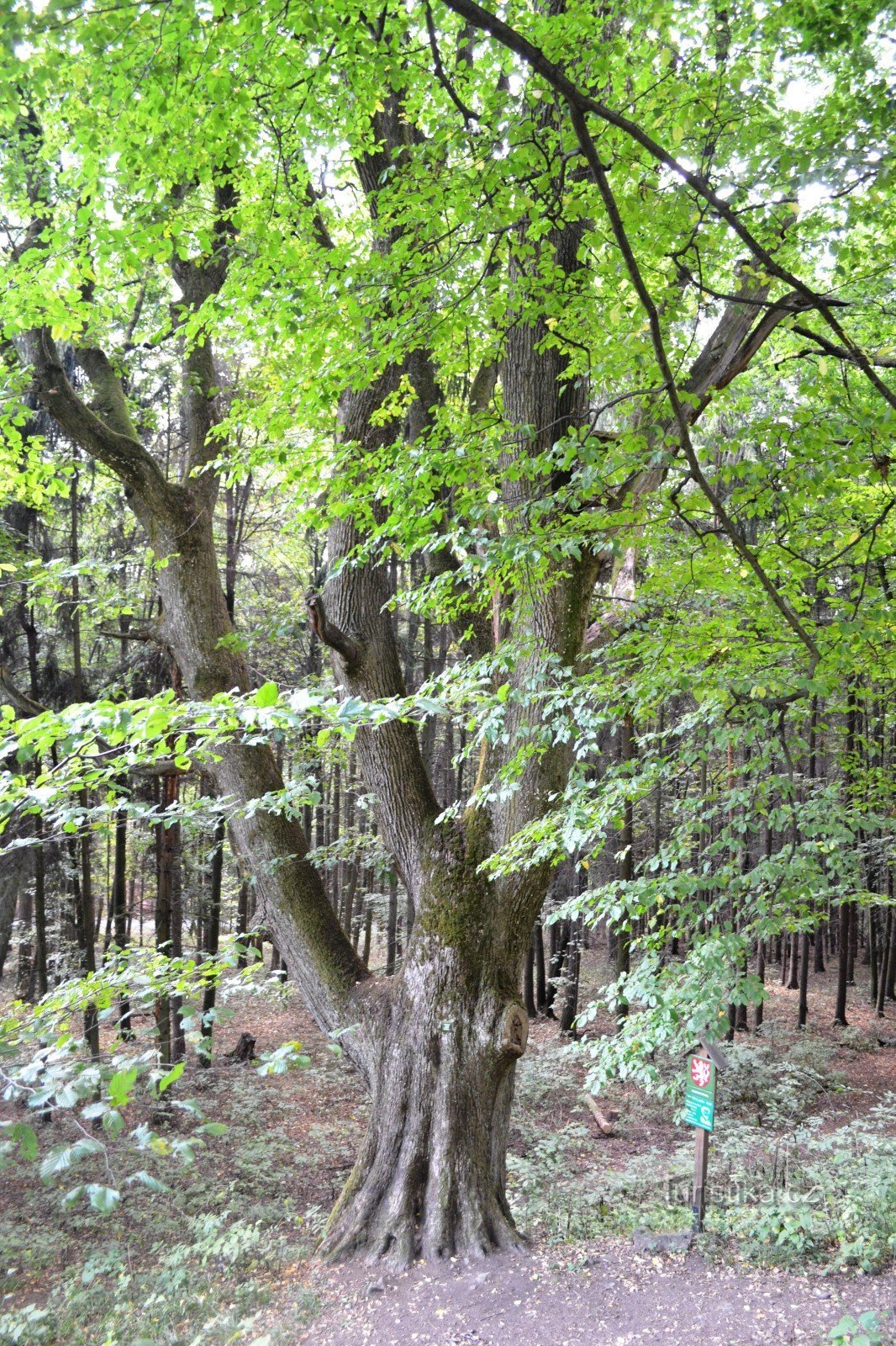 Valdštejn's oak