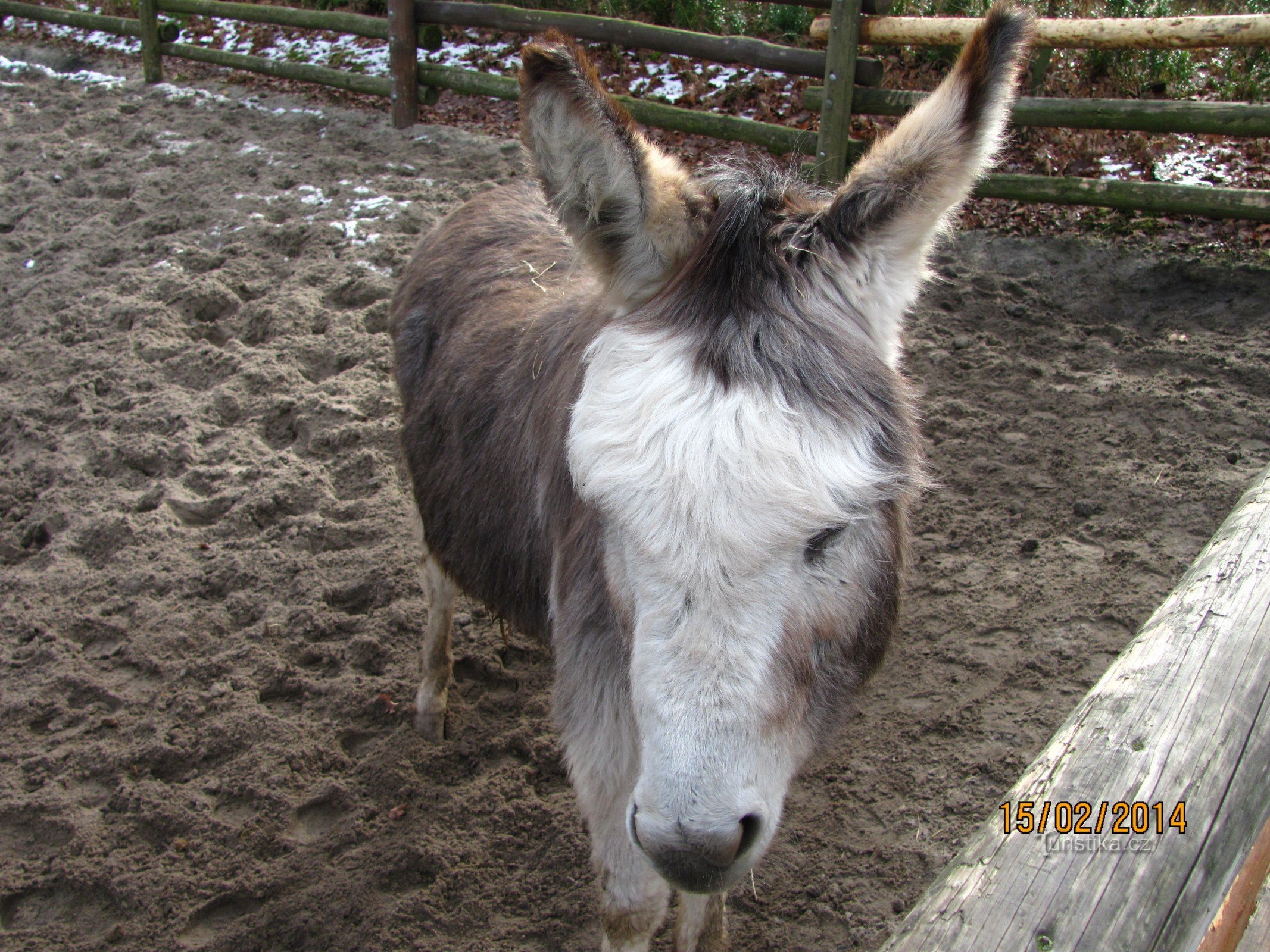 Valentine's Day at the Ostrava Zoo