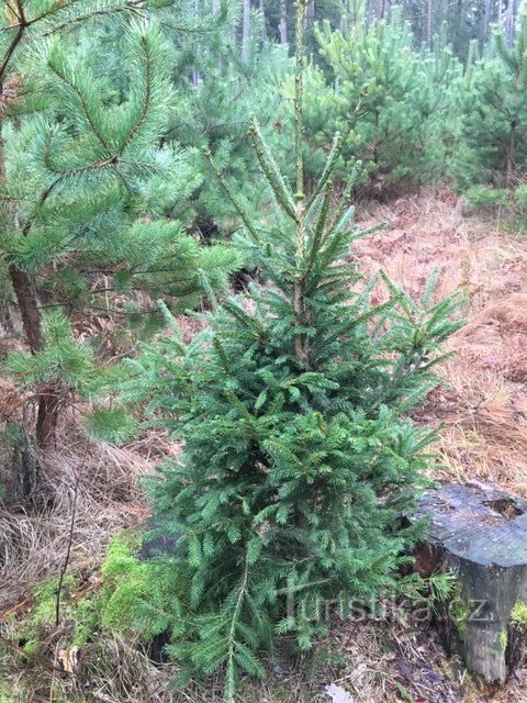 Arbres de Noël pour les enfants pour la sixième fois