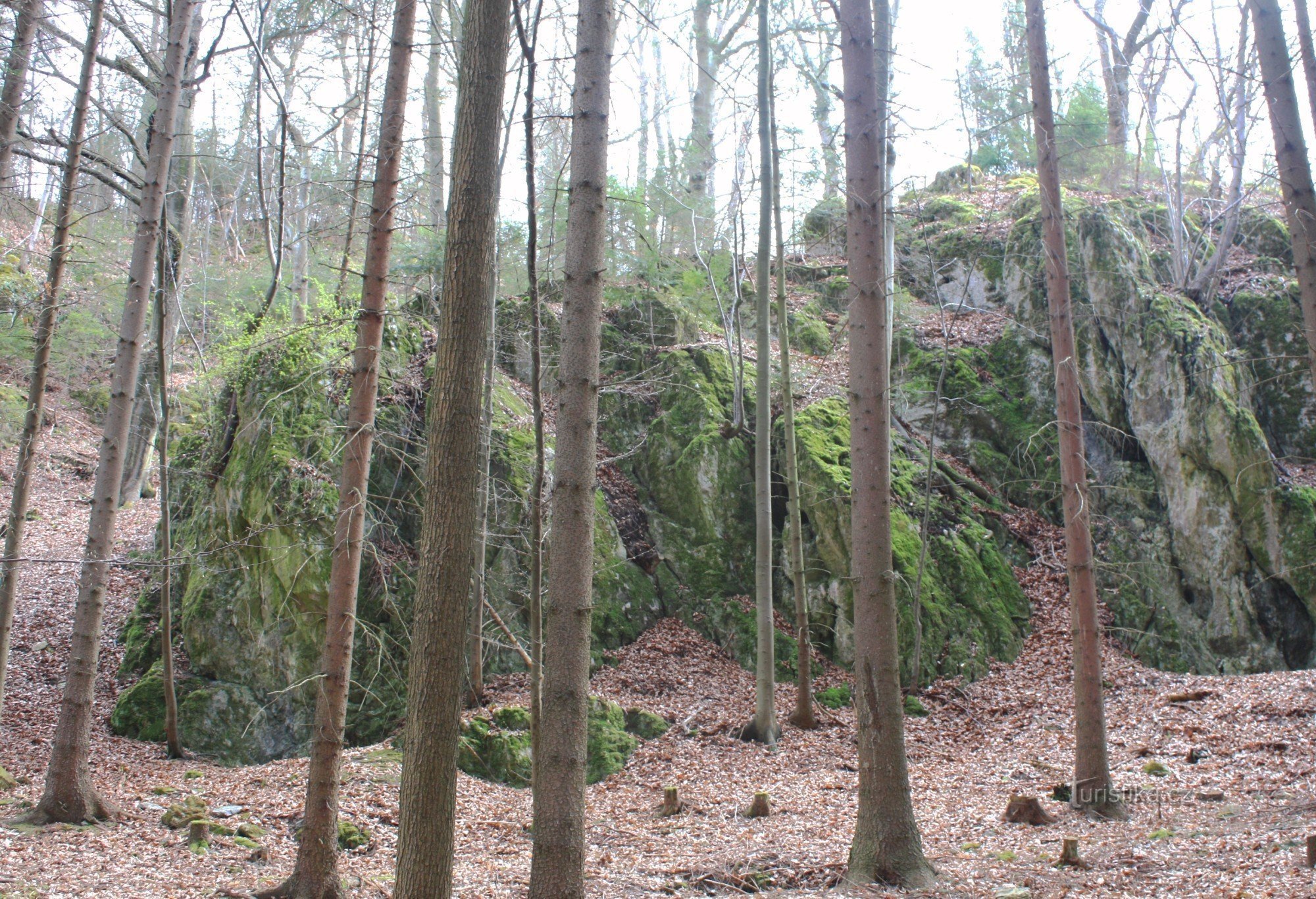 Limestone rock formations in the reserve