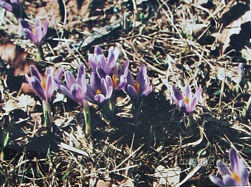 Vařák glades ja valkokukkainen sahrami