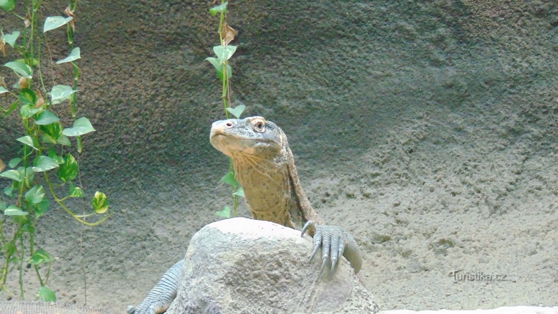 O șopârlă monitor din jungla indoneziană.