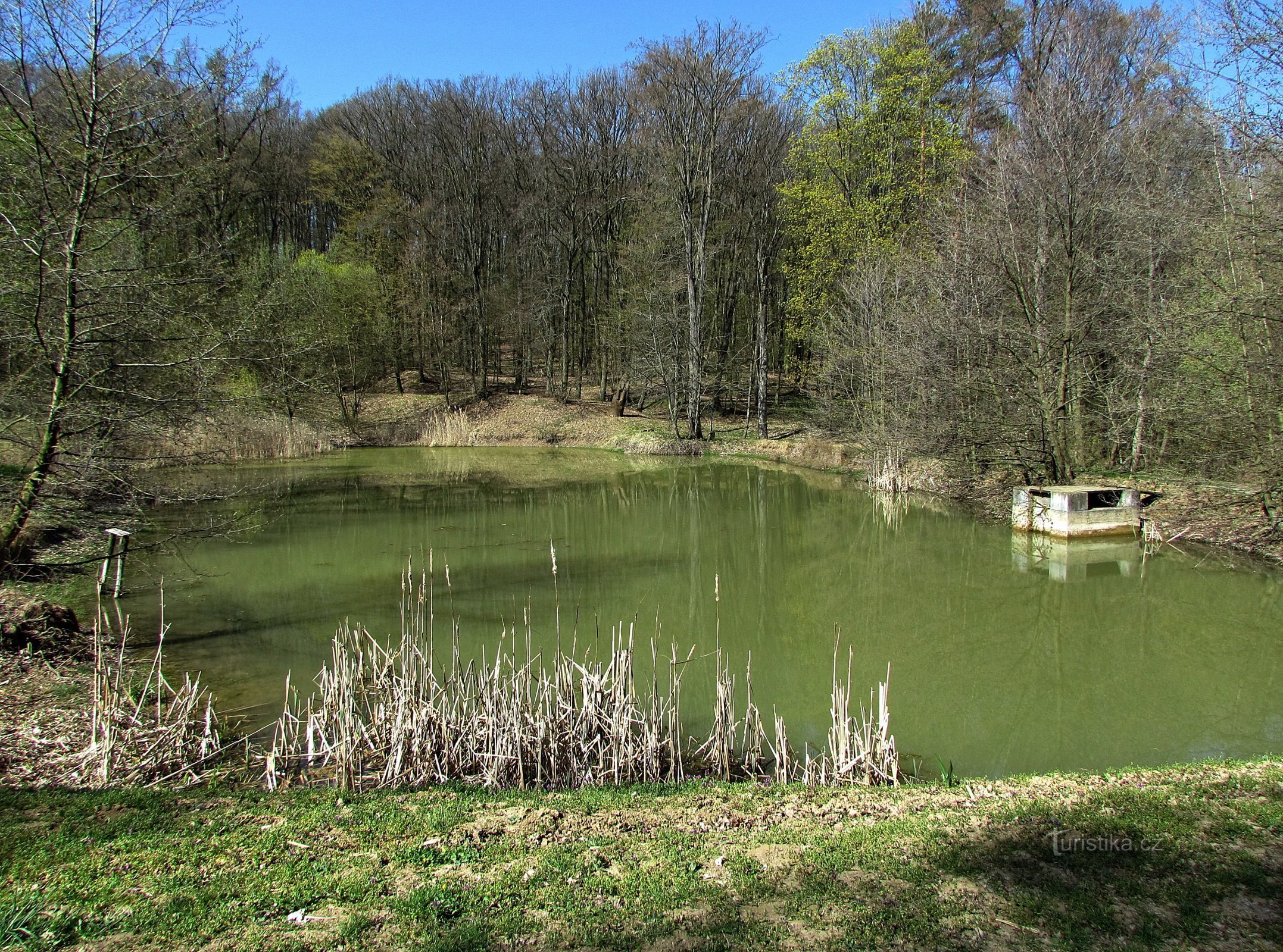 Vázany - forest pond