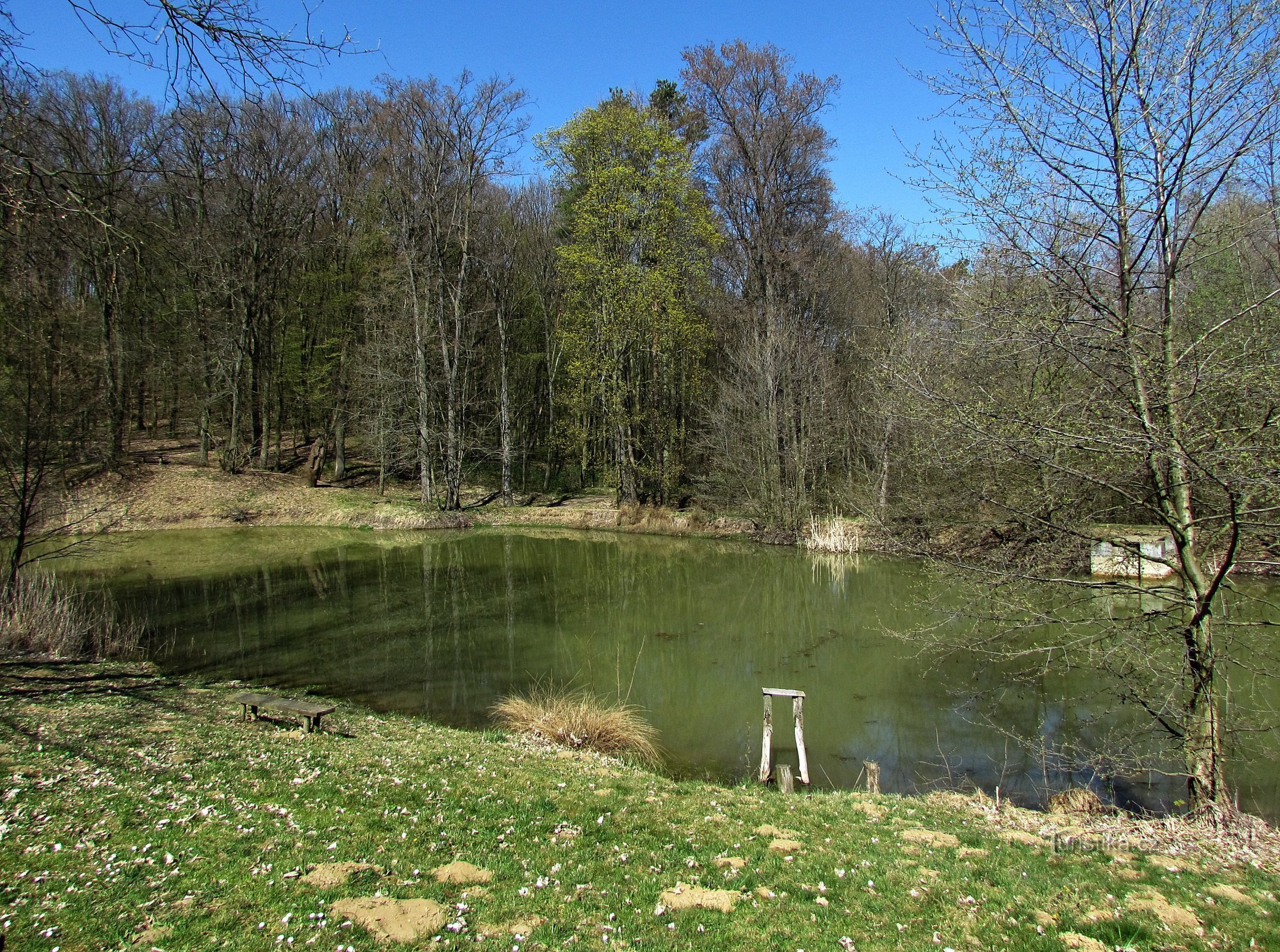 Vázany - forest pond