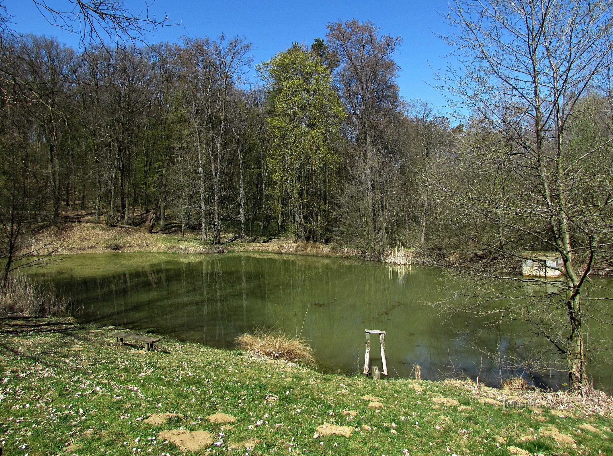 Vázany - staw leśny