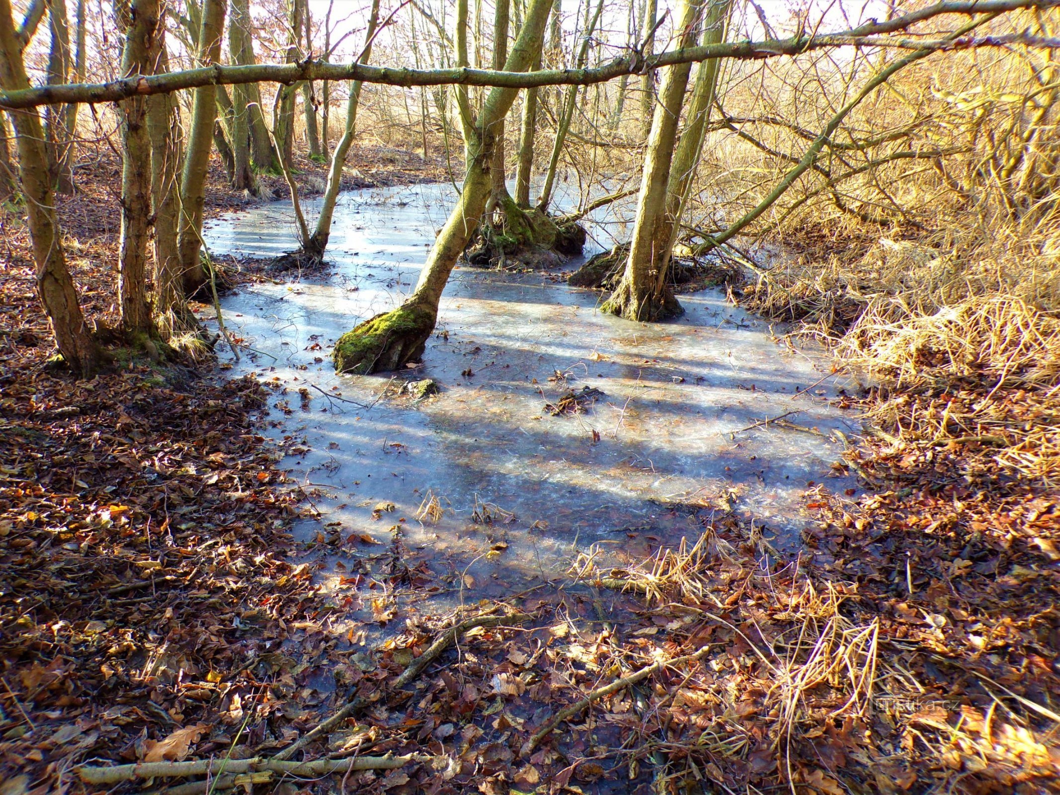 在 Lhotské luky (Hradec Králové, 16.1.2022)