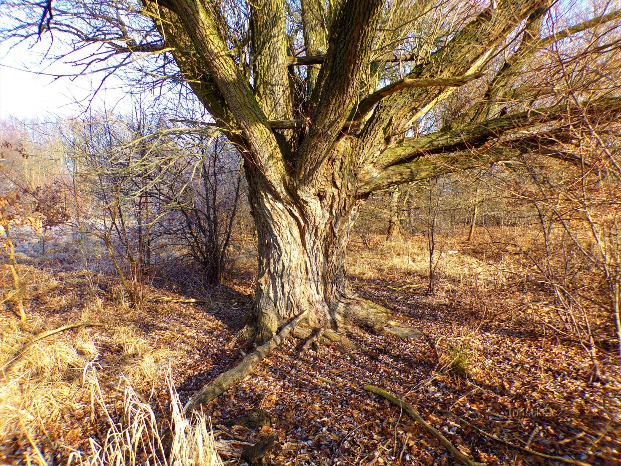 In Lhotské luky (Hradec Králové, 16.1.2022)