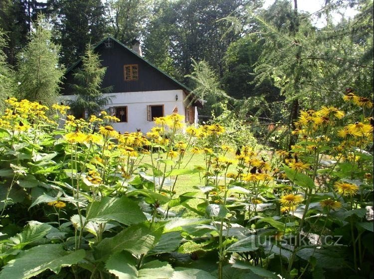 в Старій Гуті