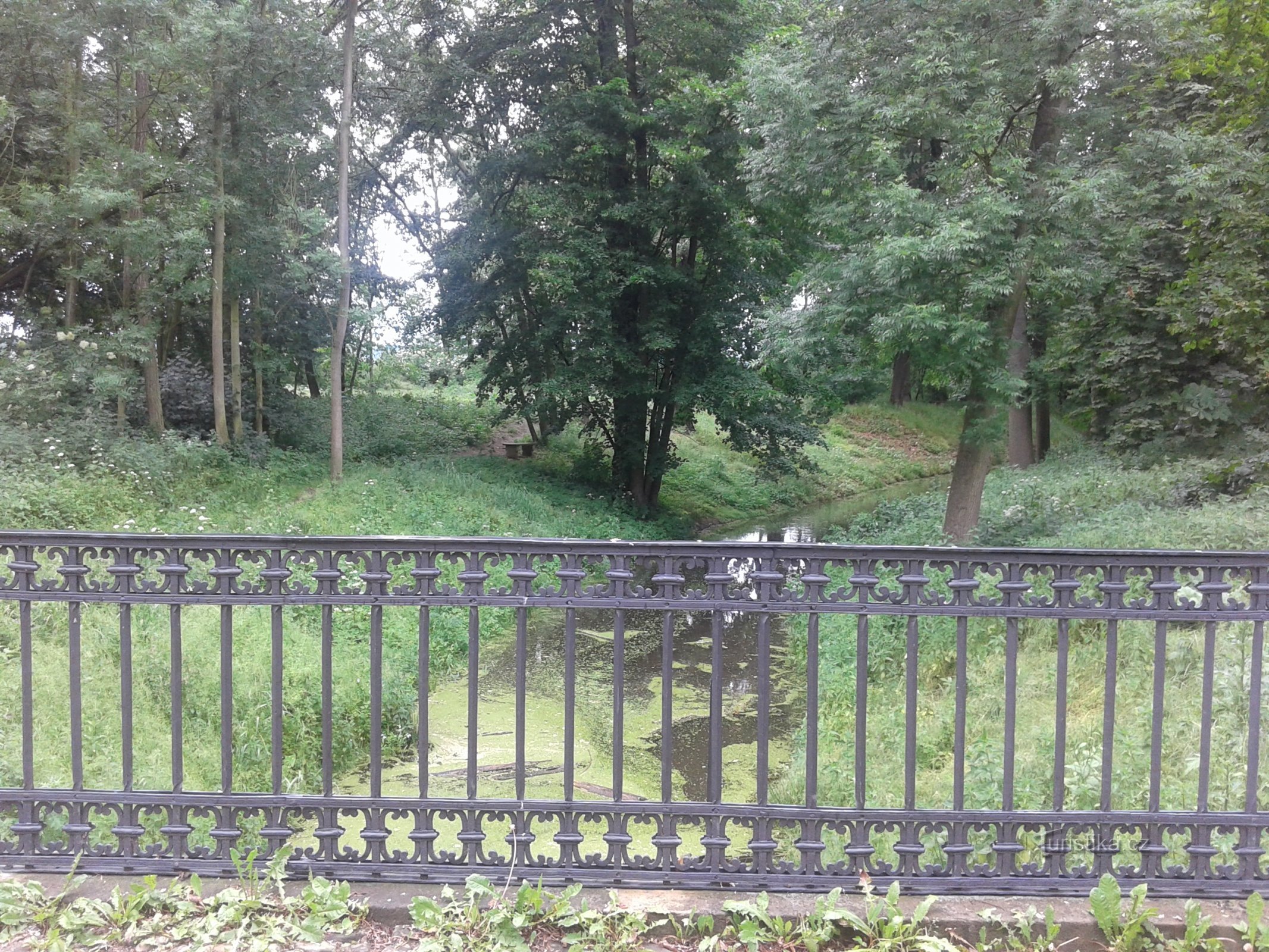 Dans les forêts inondables de Veltrus