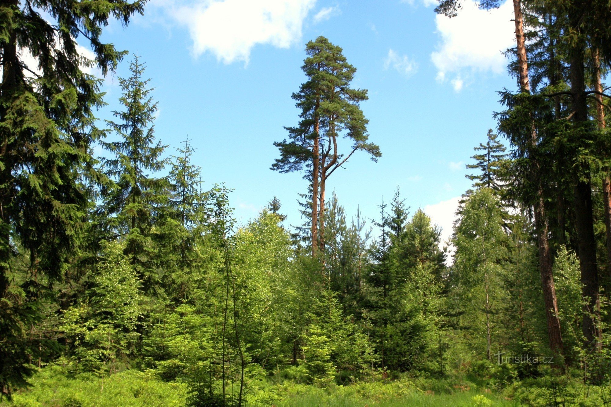 In the top part of Zněck