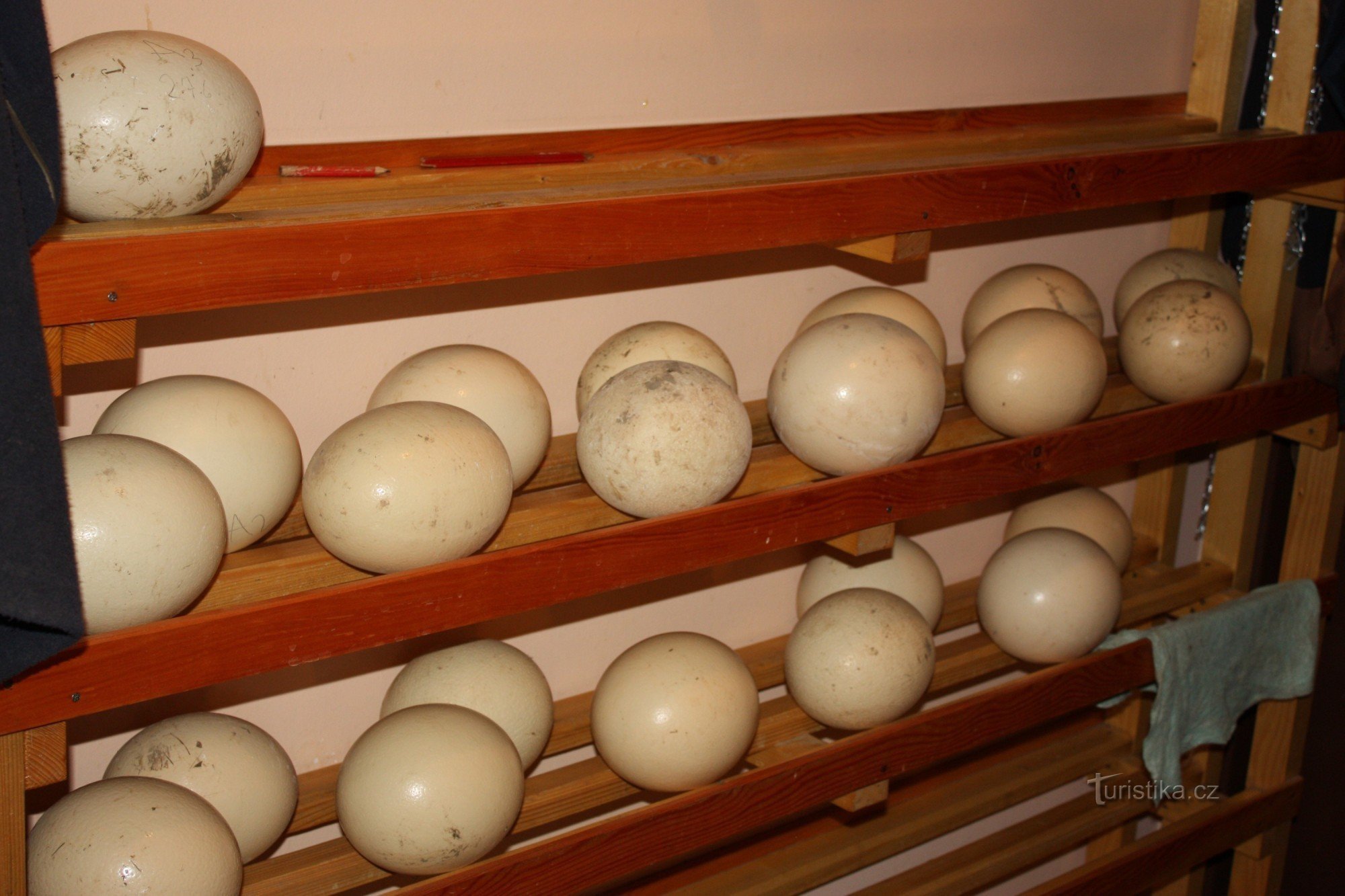 Huevos antes de ser colocados en la incubadora