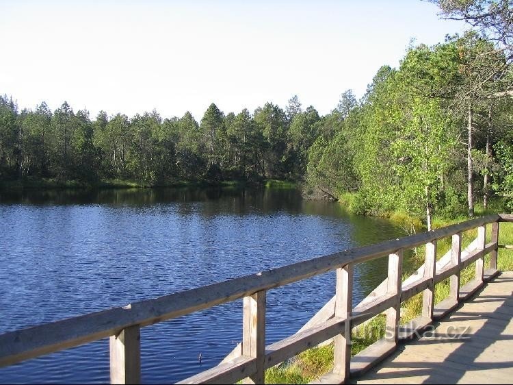 Uma grande lagoa de musgo