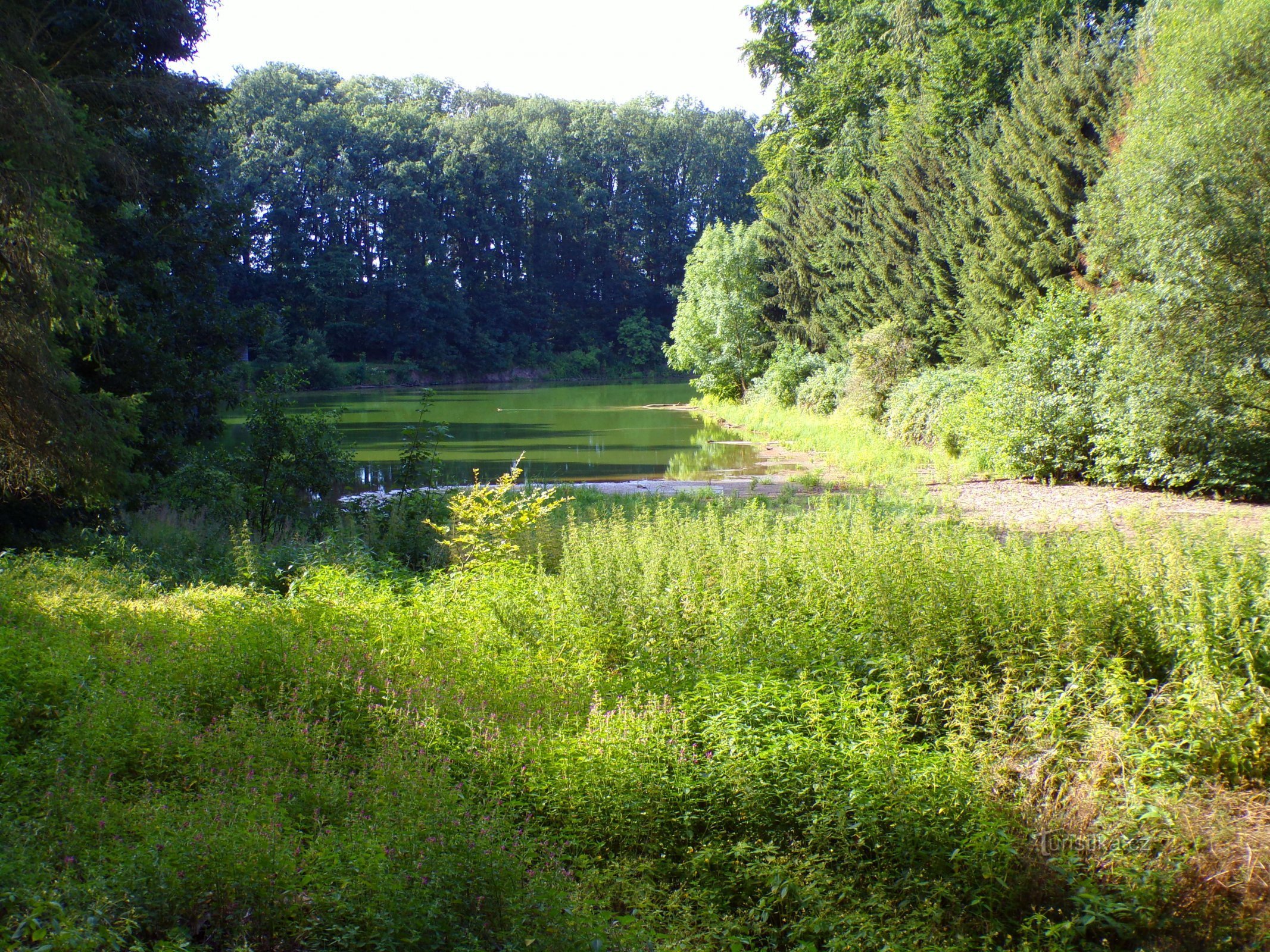 Velichovský ribnik (Velichovky, 18.7.2022)