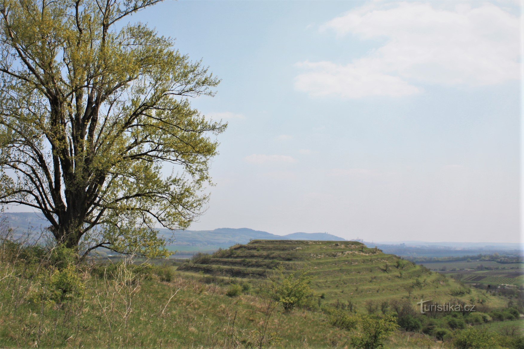 Velika sunčana od dominantne topole