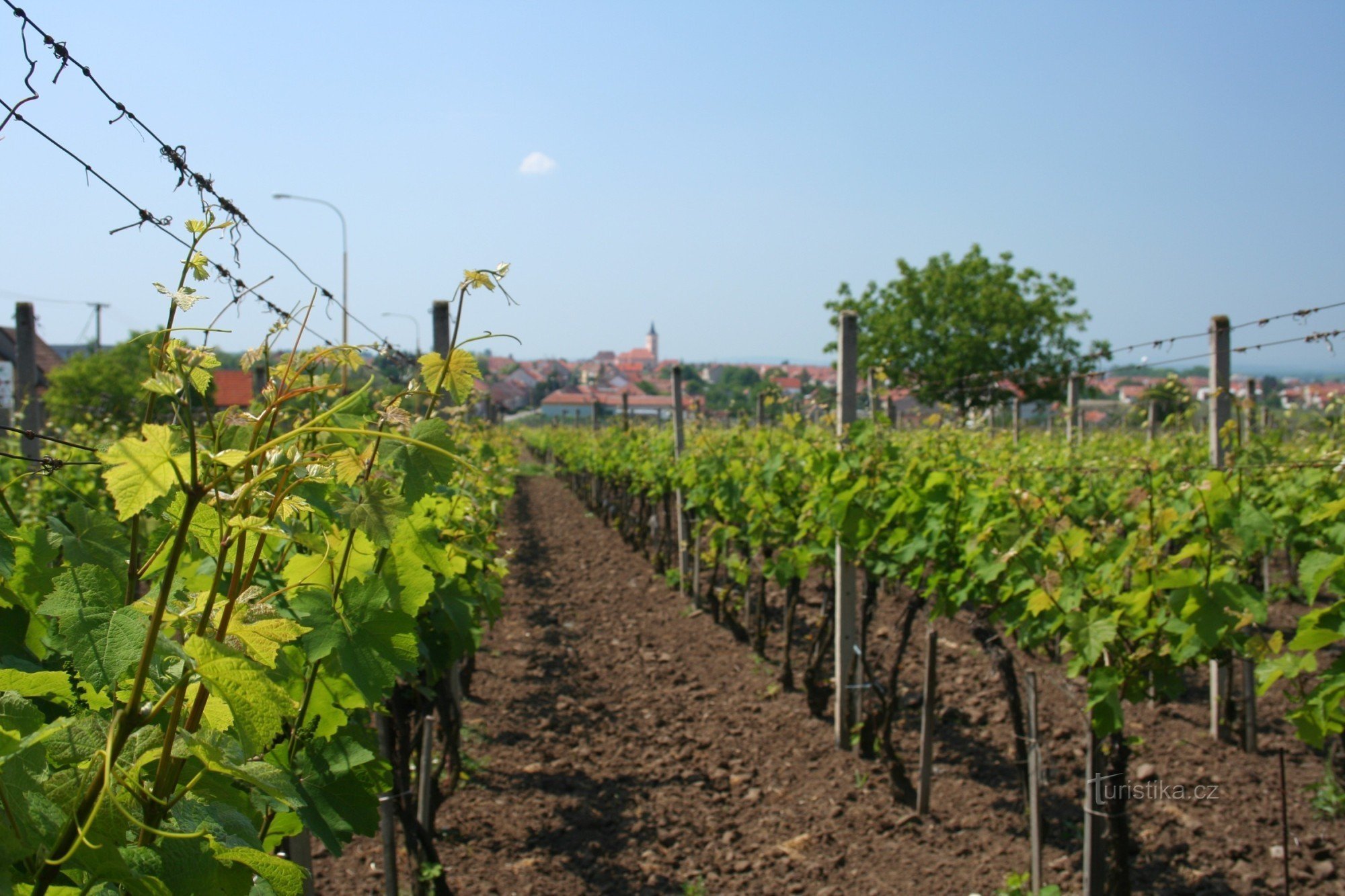 Velké Bílovice - uitzicht op de stad vanaf de wijngaarden