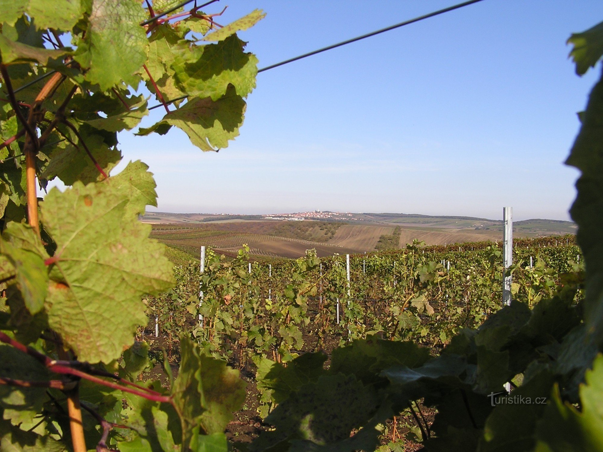 Velke Bilovice - vingård
