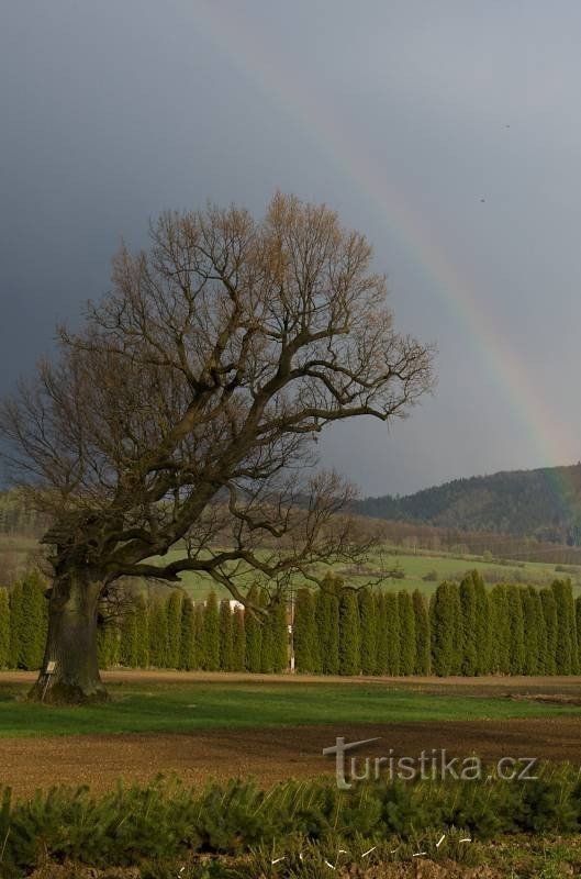 Velké Losiny - quercia del boia