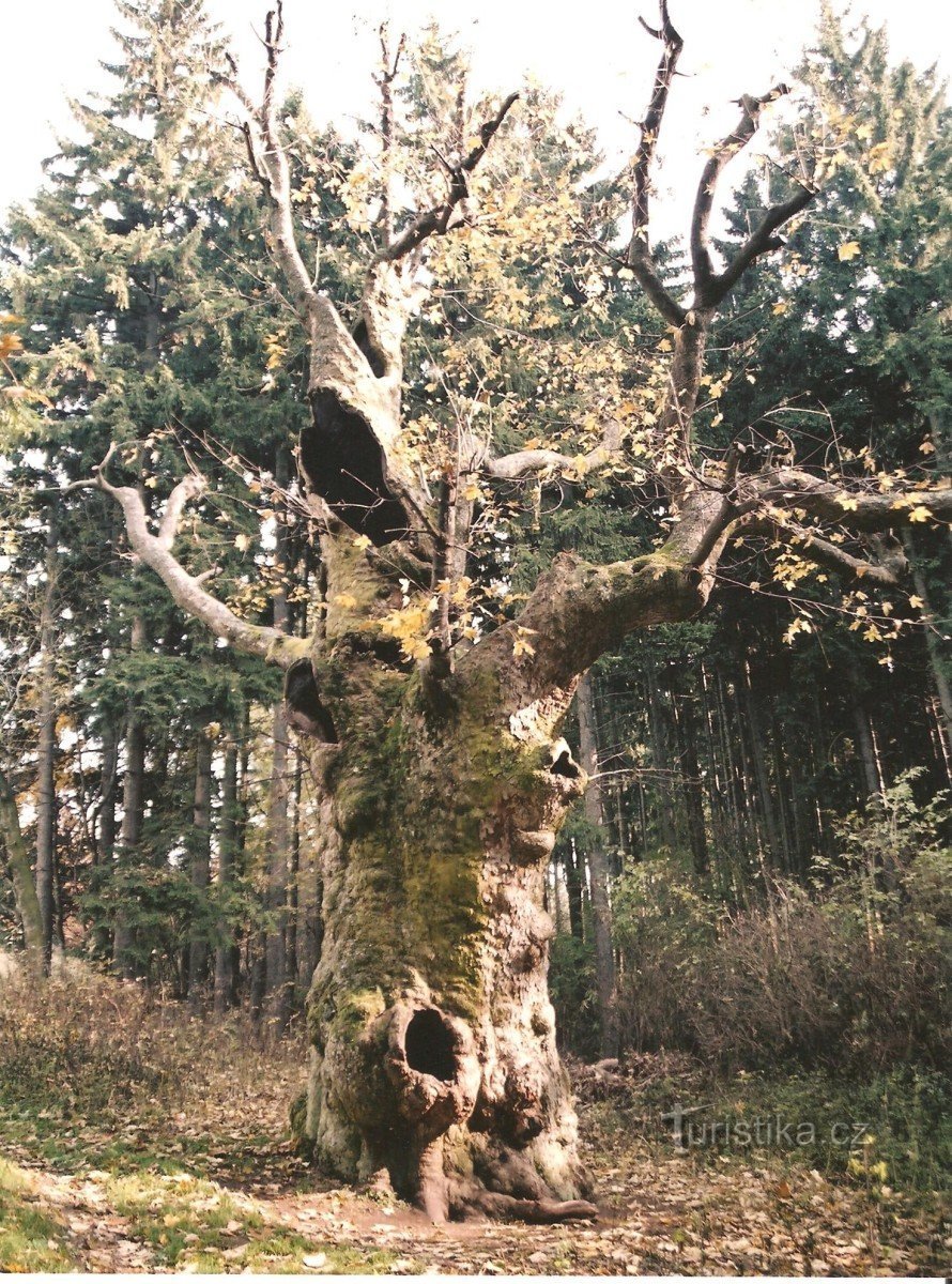 Big maple tree