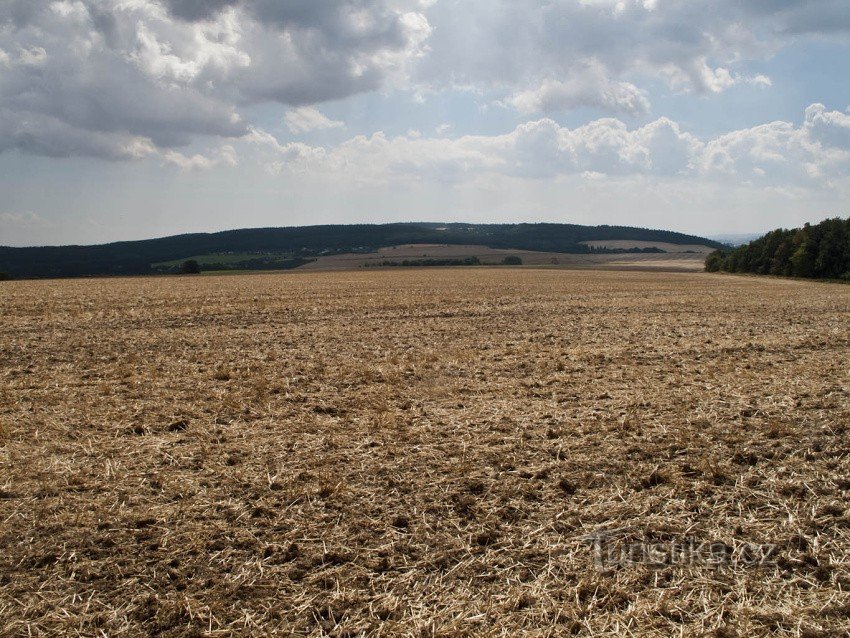 Veliki žetelac