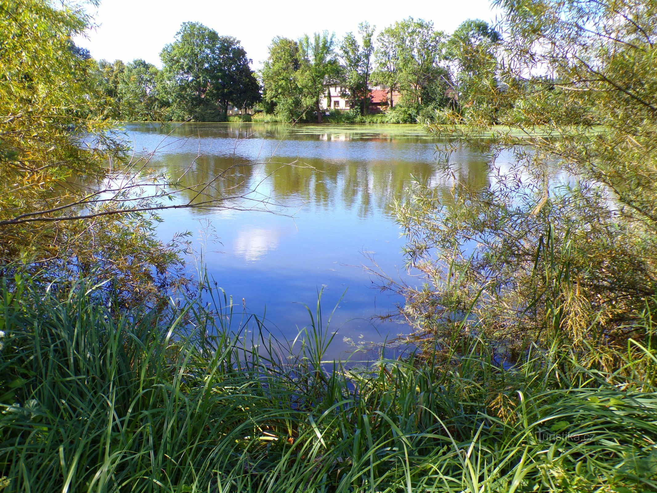 Veliki napihovalnik (Bolehošť, 10.7.2022)