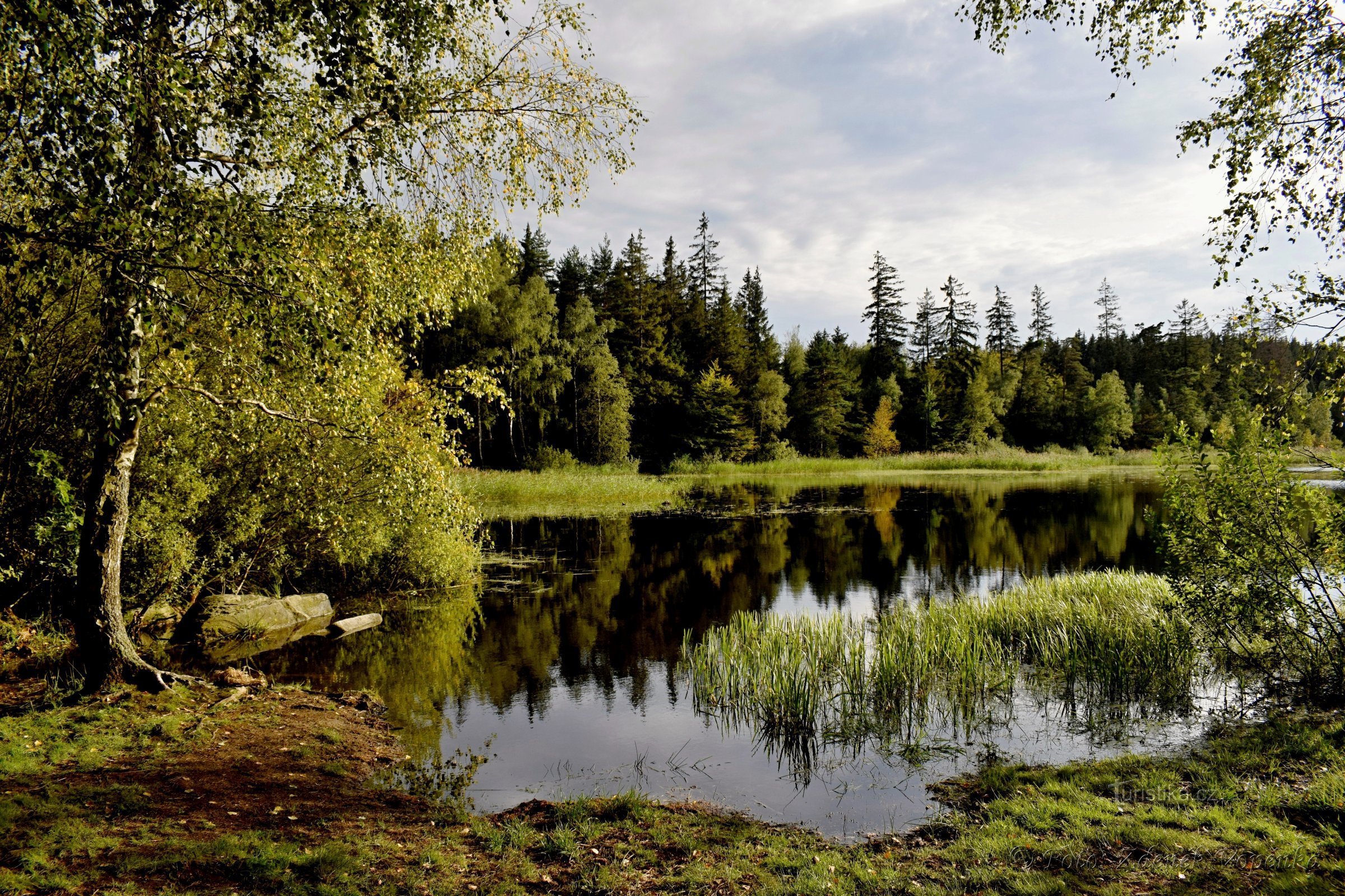 Large stump pond near Telč.