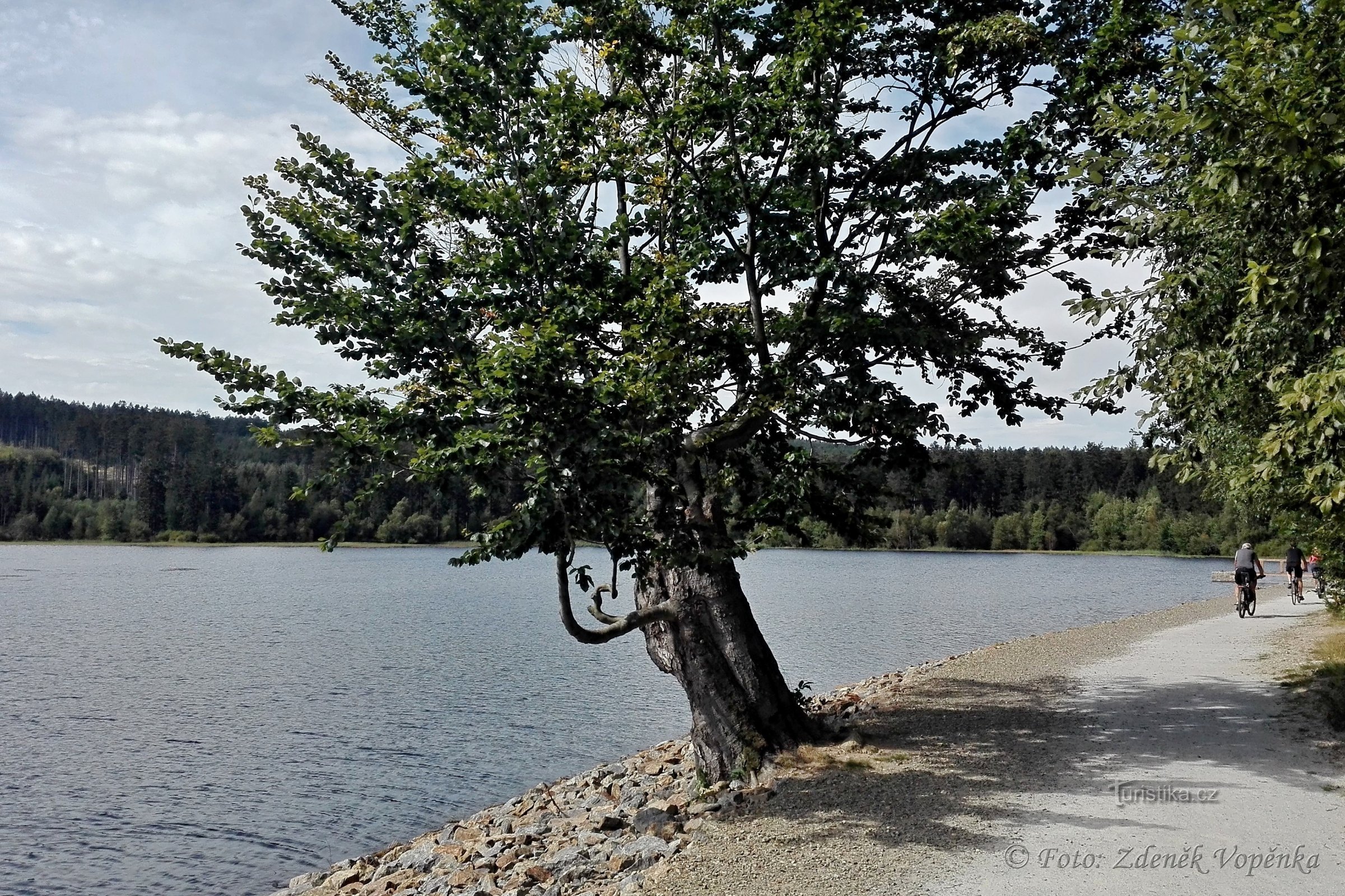 Large stump pond near Telč.