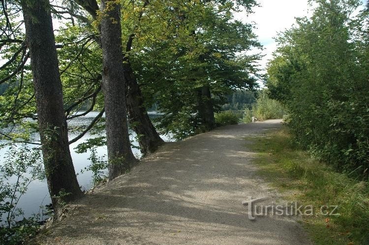 Grande souche : Une digue bordée d'arbres.