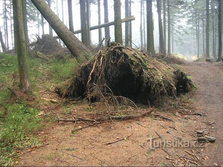 Velký Polom: na putu preko velikog poloma