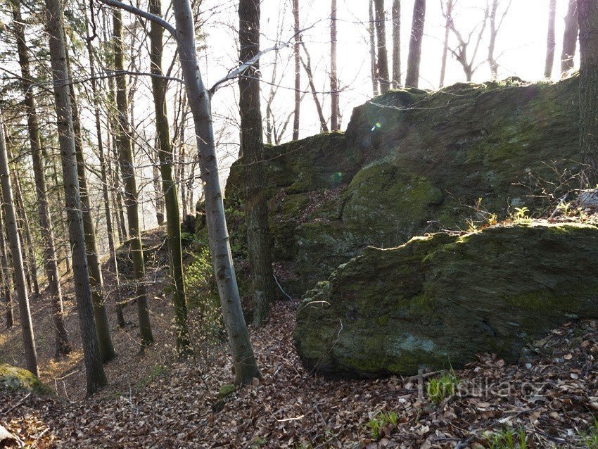 Quercia di Verebly