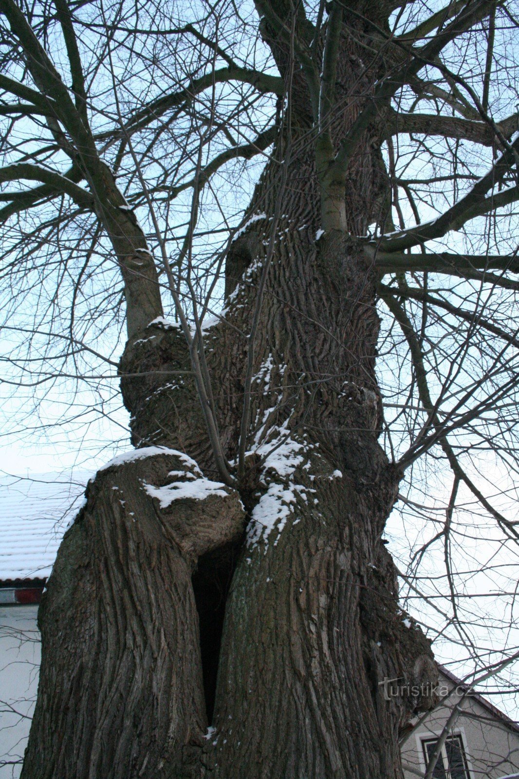 Vernéřovick linden