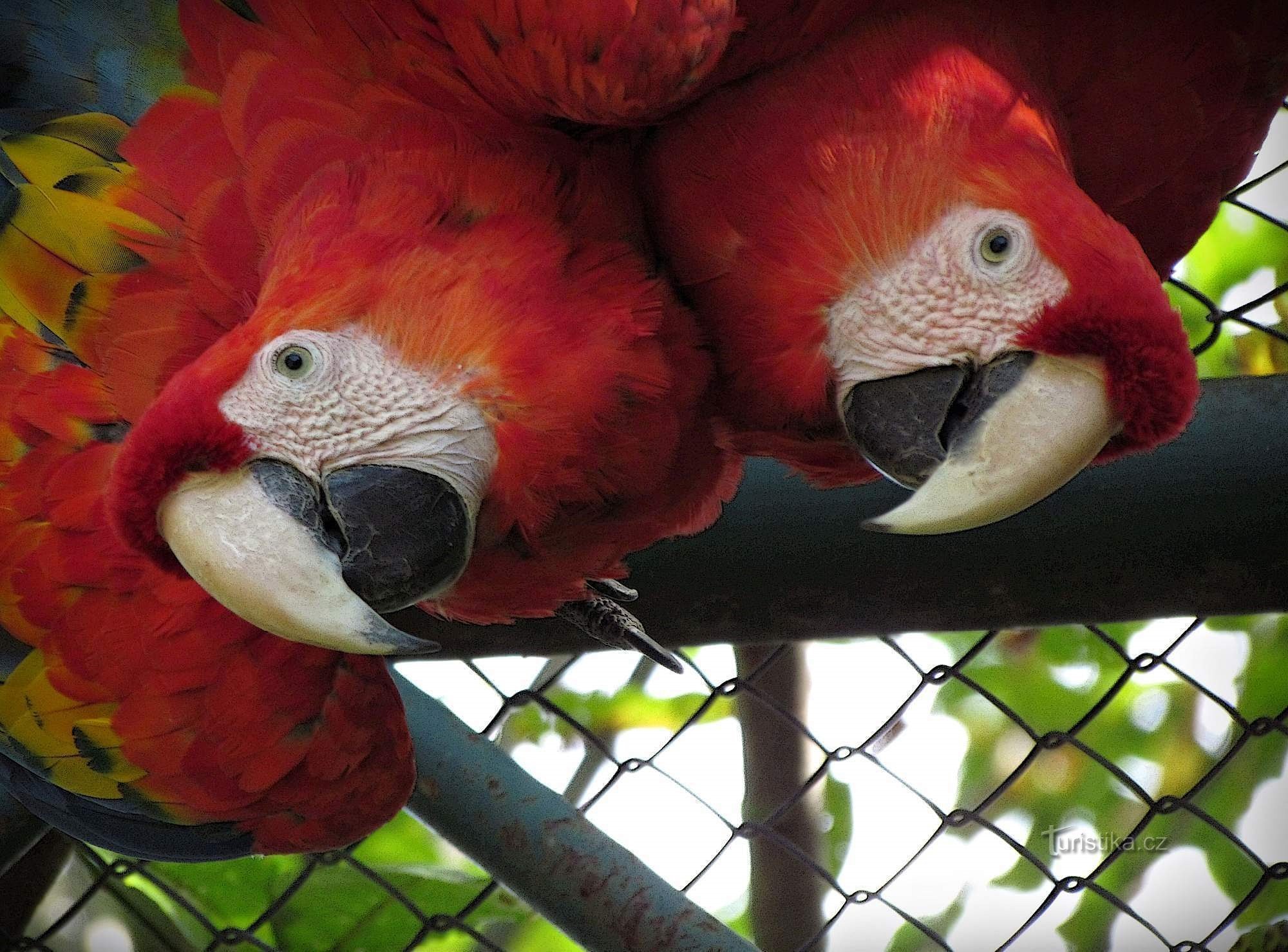 Fröhliche Bilder aus dem ZOO