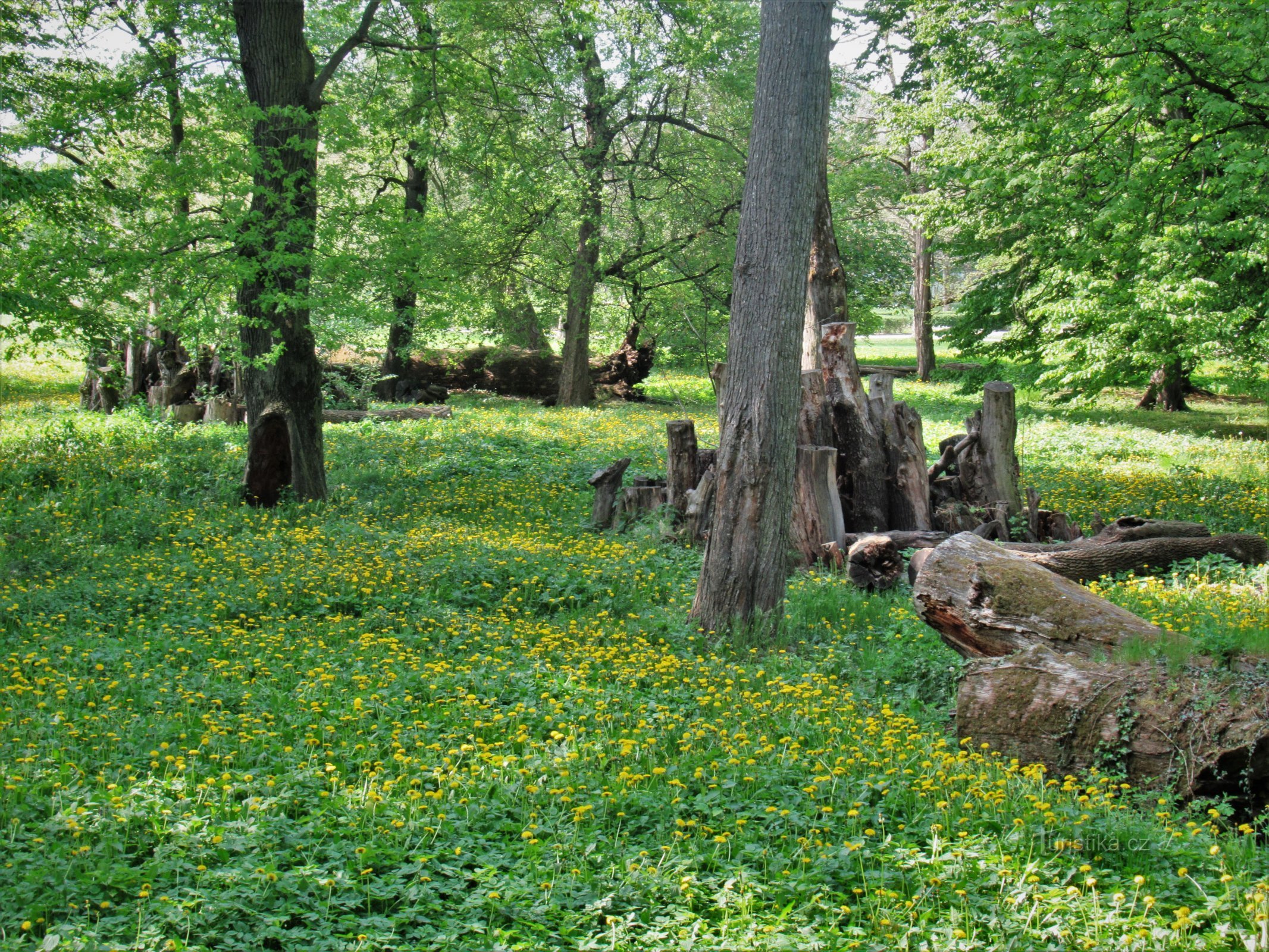 Veselí nad Moravou - castle park