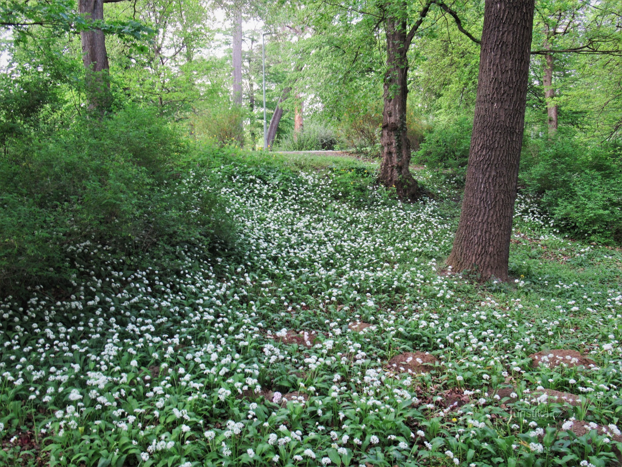 Veselí nad Moravou - grajski park