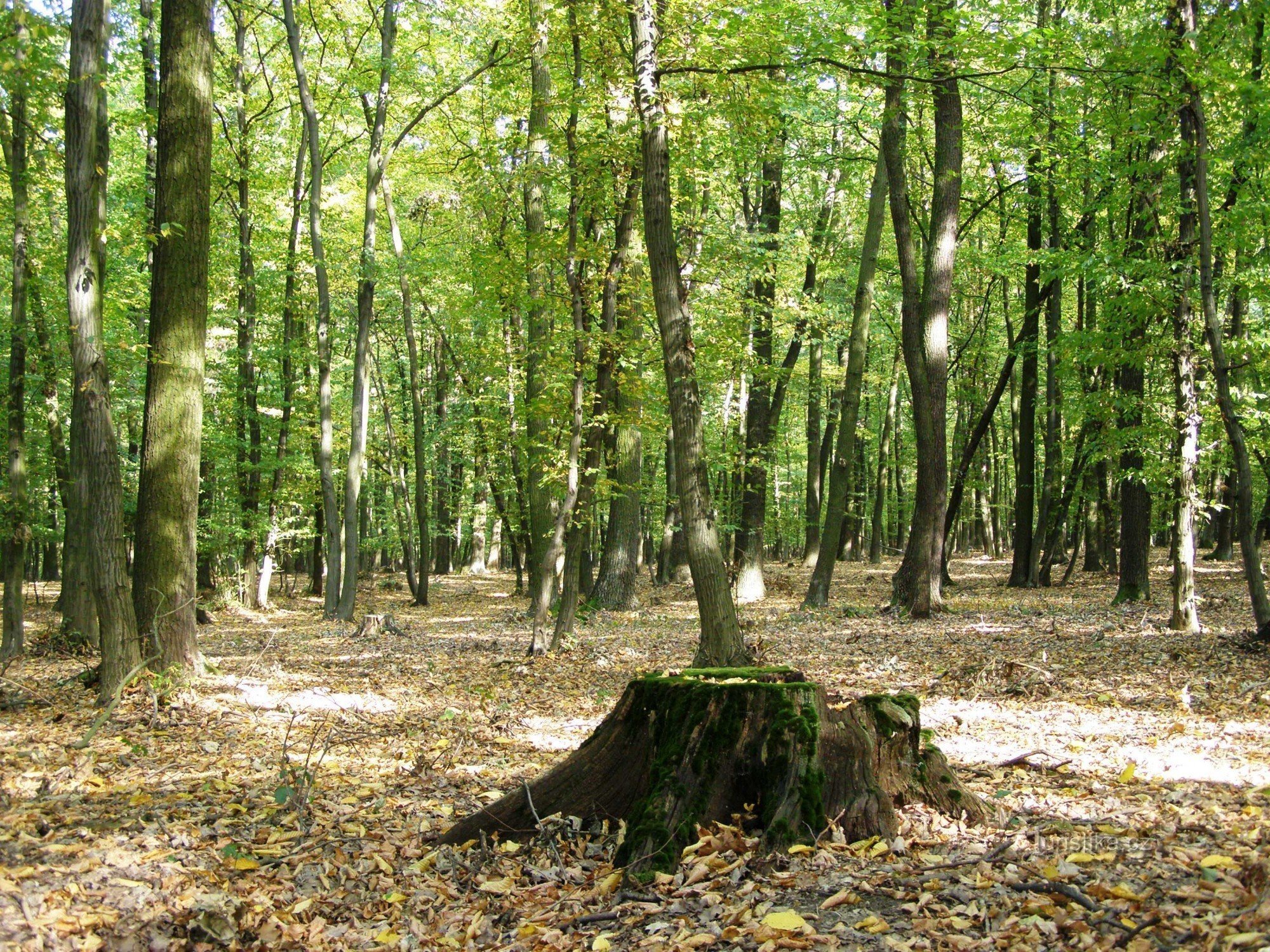 Bosque de Veselsky