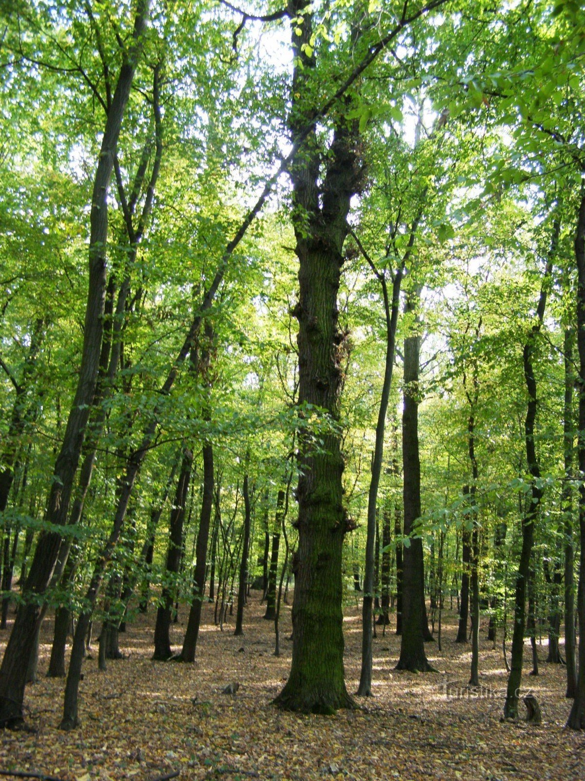 Bosque de Veselsky