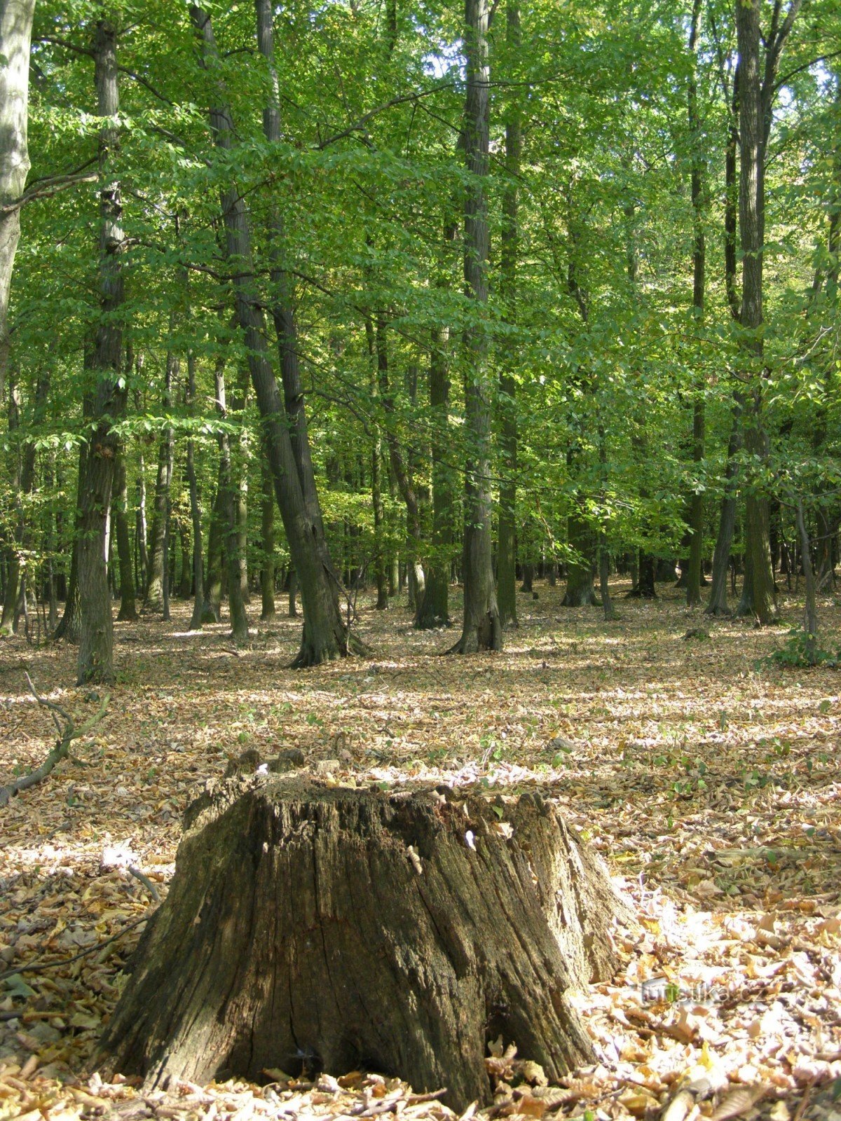 Bosque de Veselsky