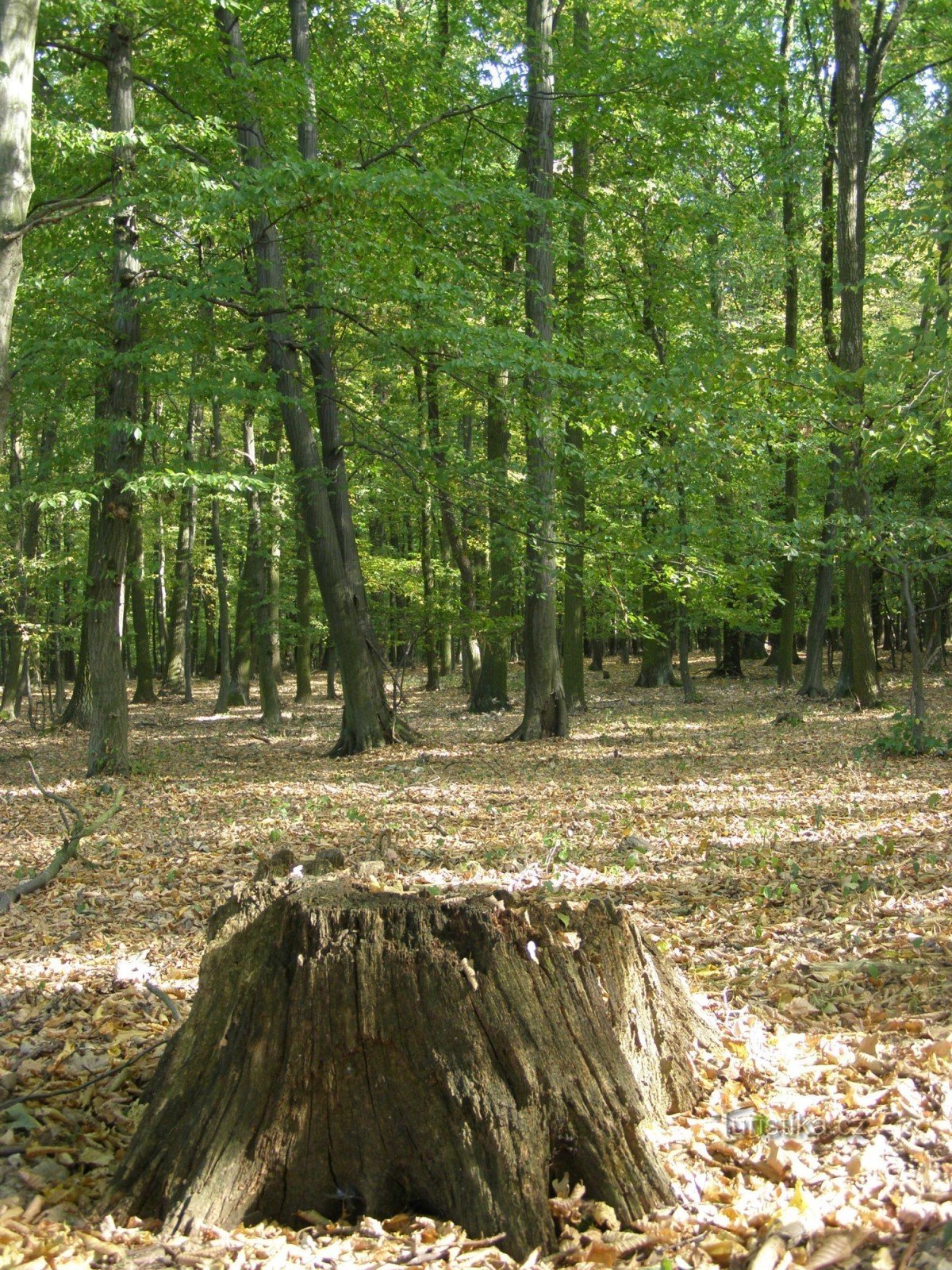 Bosquet de Veselsky