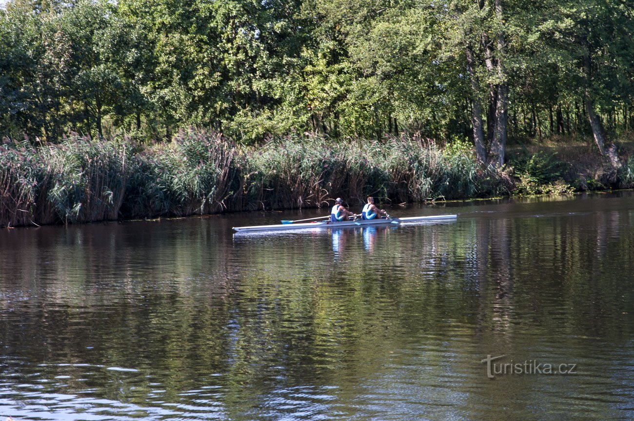 Rowers trên sông Elbe