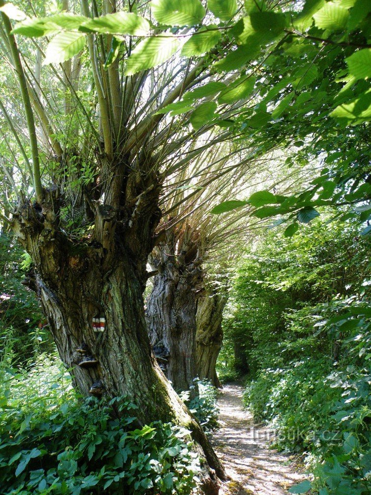 荒野の退役軍人