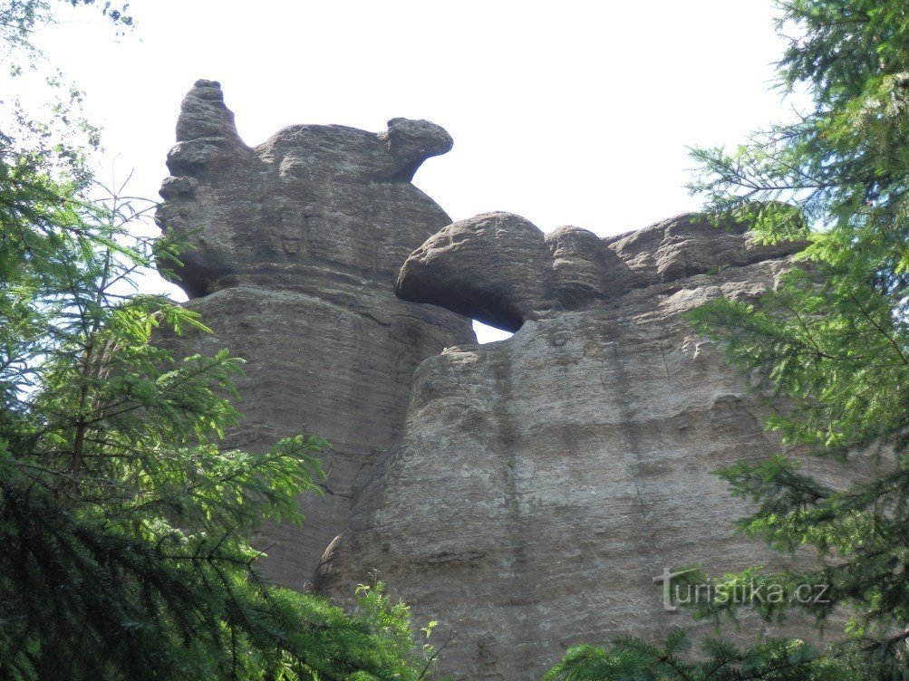 Eekhoorn en hagedis