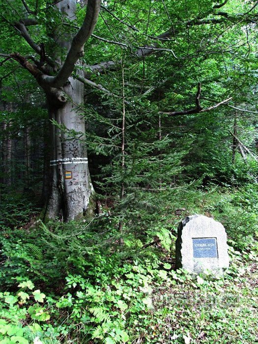 Chemin de l'écureuil