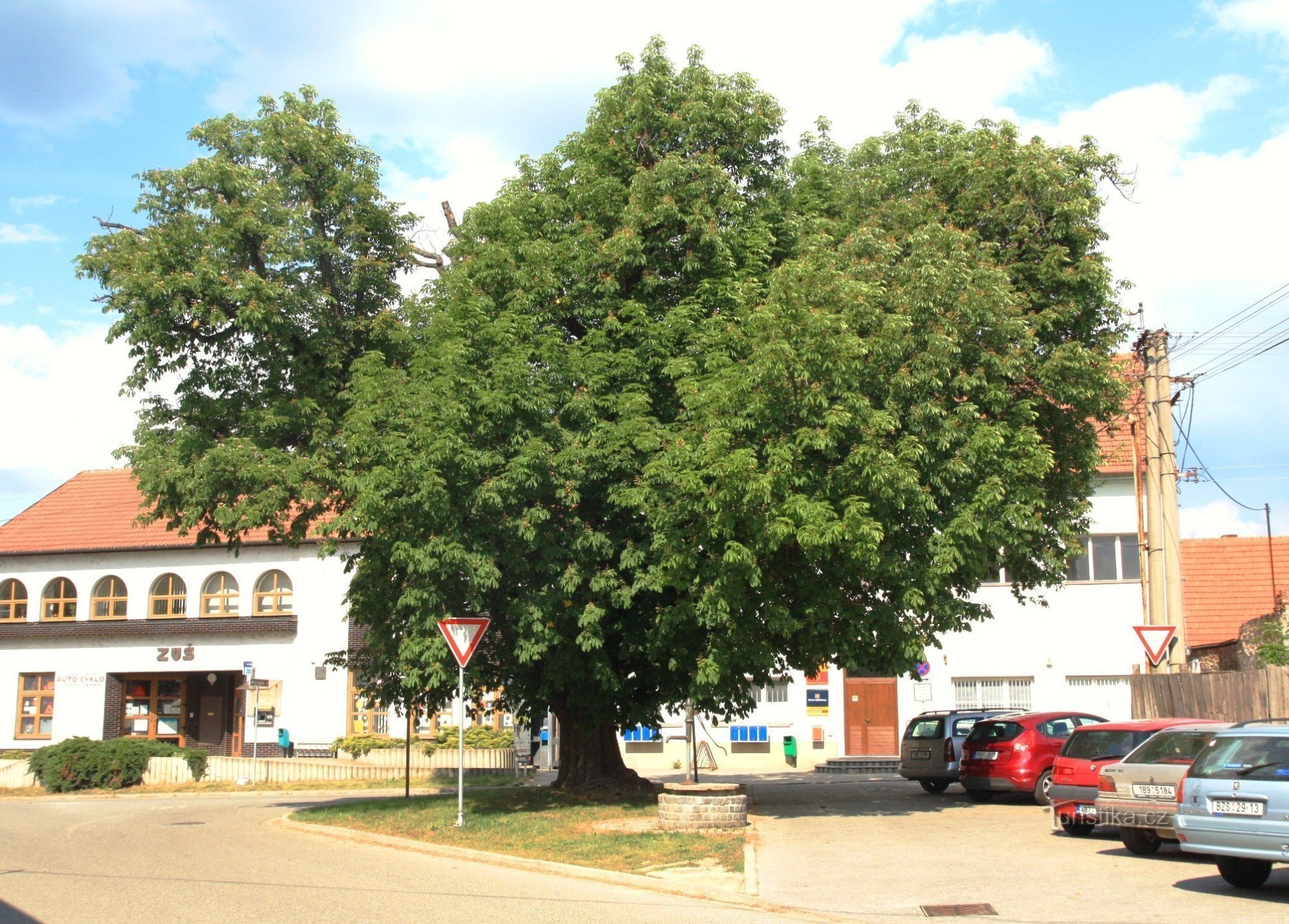 Veverská Bítýška - castaño junto a la oficina de correos