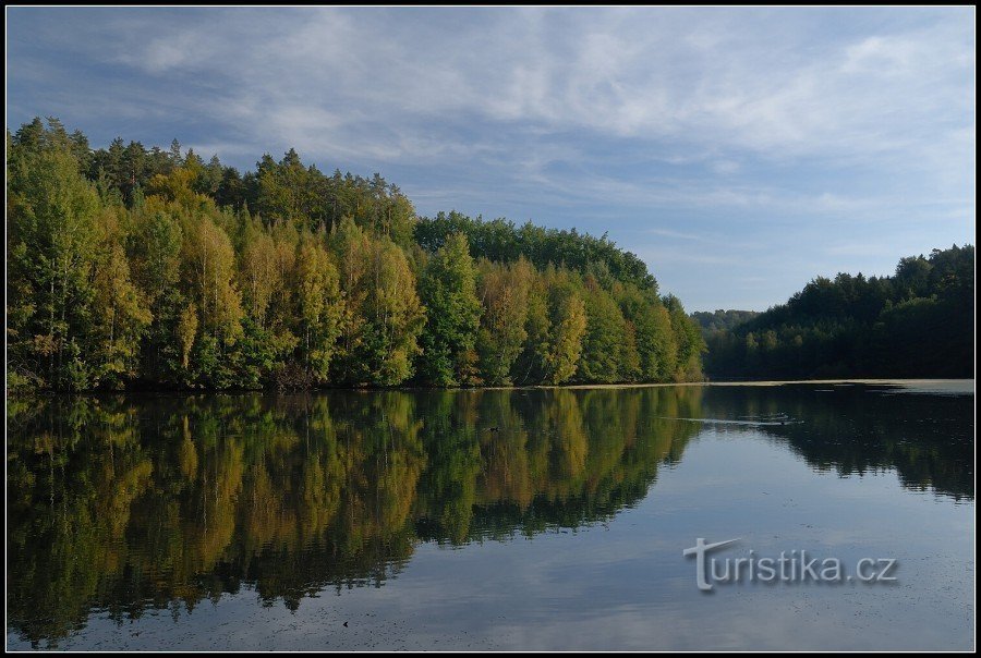 Widzący