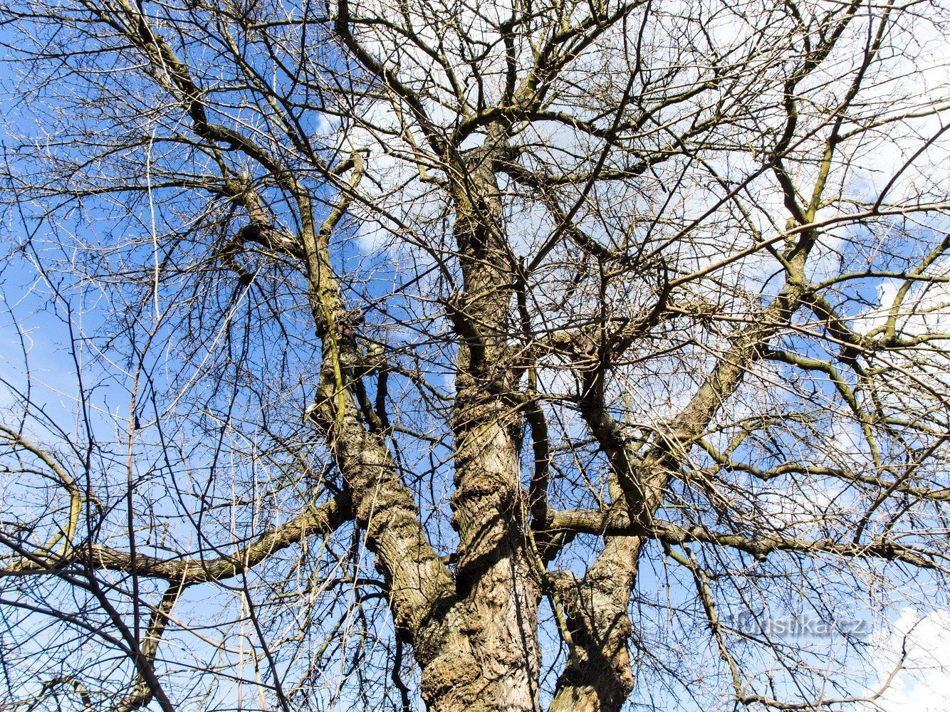 Vikýřovice – morbærtræ (og Golgata)