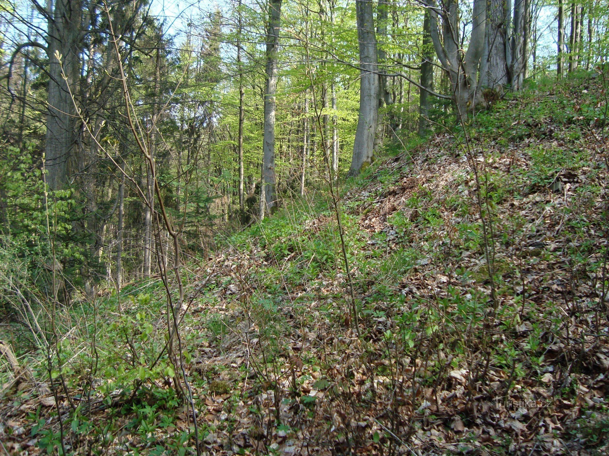Vildštejn - de noordelijke helling van de burchtheuvel vanaf de toegangsweg vanuit Lobník - Foto: Ulrych Mir.